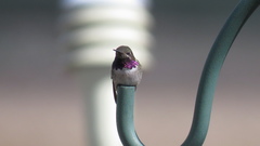 Archilochus alexandri × Selasphorus calliope