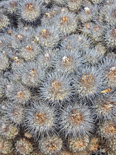 Copiapoa hoffmanniana