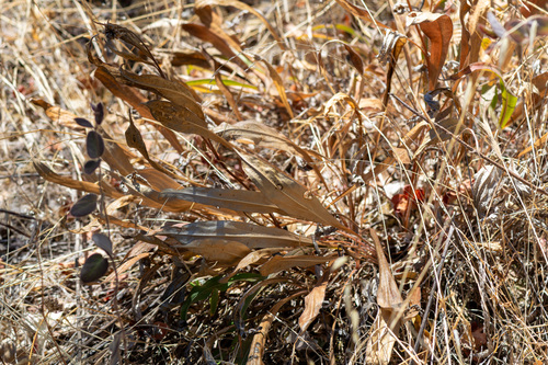 Helianthella californica, photograph 4
