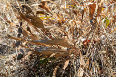 author not stated, no rights reserved Helianthella californica, photograph author not stated, no rights reserved