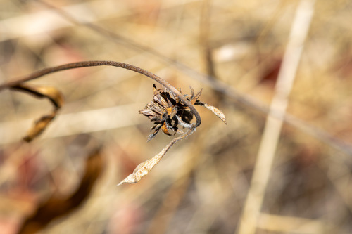 Helianthella californica, photograph 1