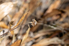 author not stated, no rights reserved Helianthella californica, photograph author not stated, no rights reserved