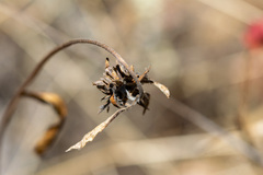 Helianthella californica