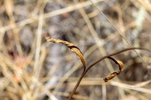 Helianthella californica, photograph 2