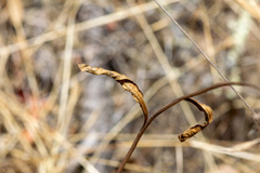 author not stated, no rights reserved Helianthella californica, photograph author not stated, no rights reserved