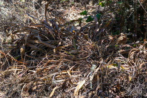 Helianthella californica, photograph 5