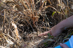 Helianthella californica, photograph author not stated, no rights reserved