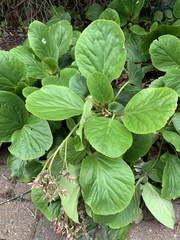 Bergenia crassifolia