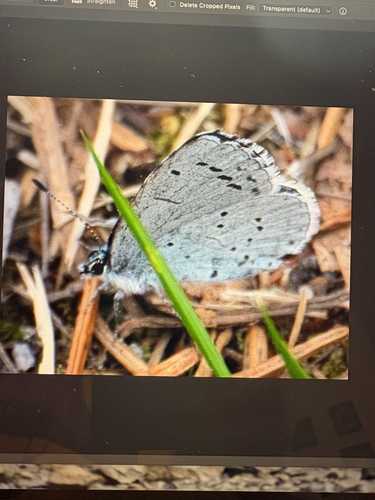 Holly Blue