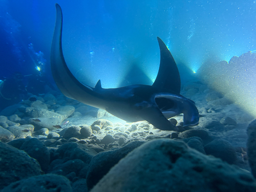 Mobula, 2026-07-25