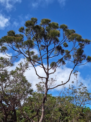 Gymnostoma deplancheanum observed 2026-07-29