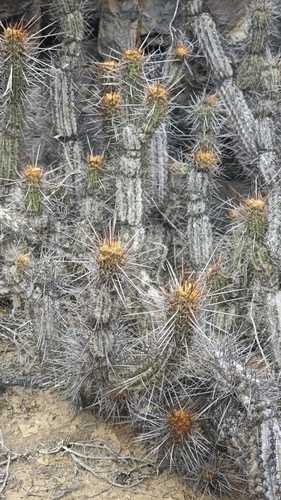 Leucostele deserticola, photograph 3