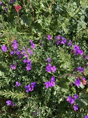 Geranium sylvaticum
