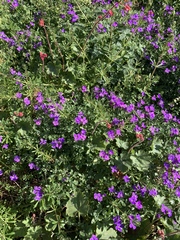Geranium sylvaticum