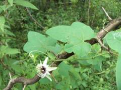 Passiflora morifolia, photograph (c) Lucas Carbone, some rights reserved (CC BY)