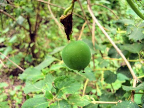 Passiflora morifolia, photograph 3