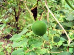 Passiflora morifolia, photograph (c) Lucas Carbone, some rights reserved (CC BY)