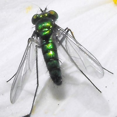 Condylostylus longicornis