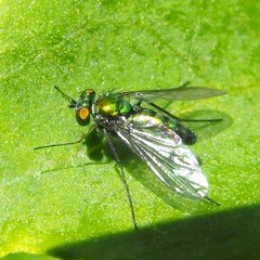 Condylostylus longicornis