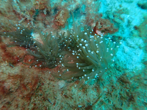 Euphyllia glabrescens observed 2026-07-26