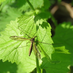 Tipula vittata