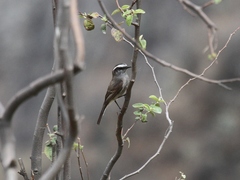 Ochthoeca leucophrys