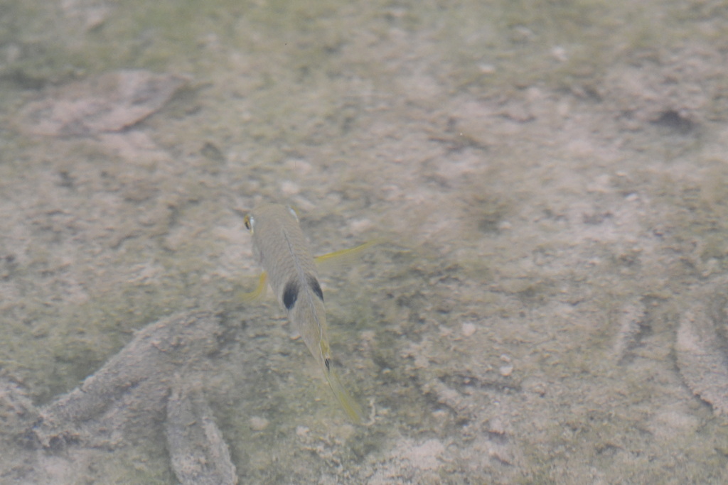 Golden Acara