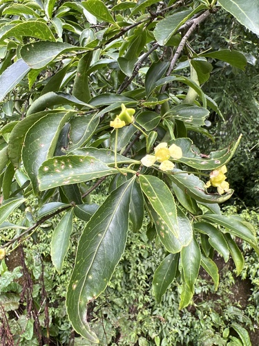 Euonymus carnosus observed 2026-07-29