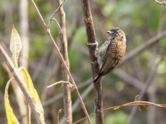 Picumnus squamulatus