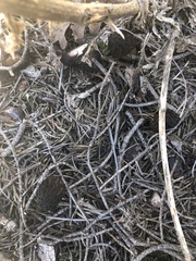 Morchella brunnea