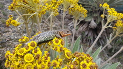 Stenocercus trachycephalus