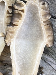 Morchella brunnea