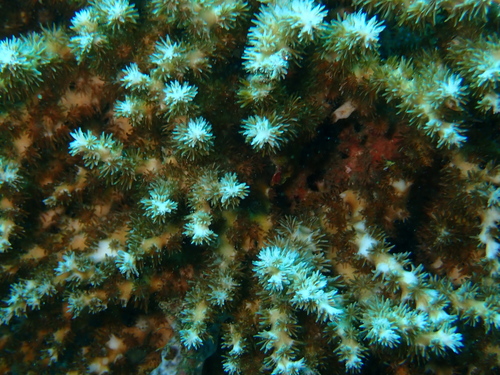 Galaxea horrescens observed 2026-07-26
