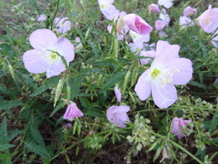 Oenothera speciosa