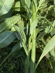 Danaus plexippus