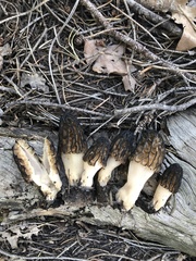 Morchella brunnea