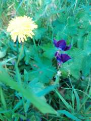 Geranium phaeum phaeum