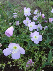 Oenothera speciosa