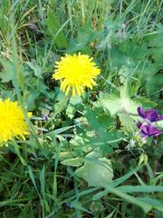 Geranium phaeum phaeum