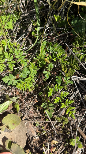cloak fern