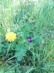 Geranium phaeum phaeum