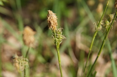 Carex michelii