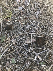 Morchella brunnea