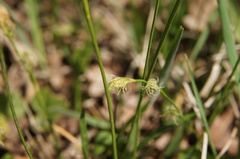 Carex michelii