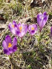 Crocus heuffelianus scepusiensis
