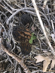 Morchella brunnea