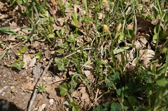 Carex michelii