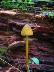 Entoloma luteum