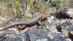 Stenocercus trachycephalus