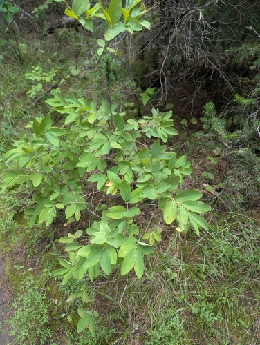 Lonicera utahensis